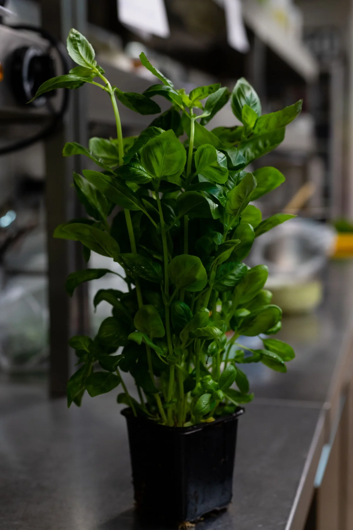 Fresh green leaves on a potted basil plant