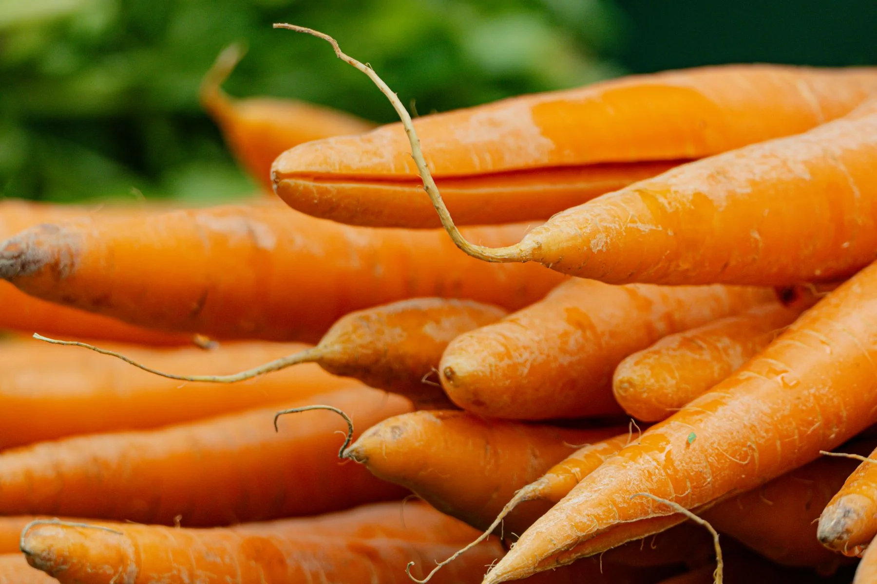 Freshly harvested carrots with their leafy tops