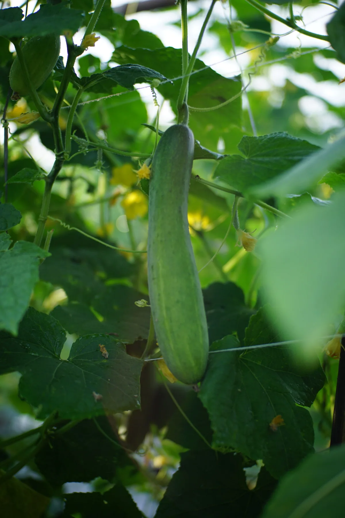 A green cucumber hanging from its vine