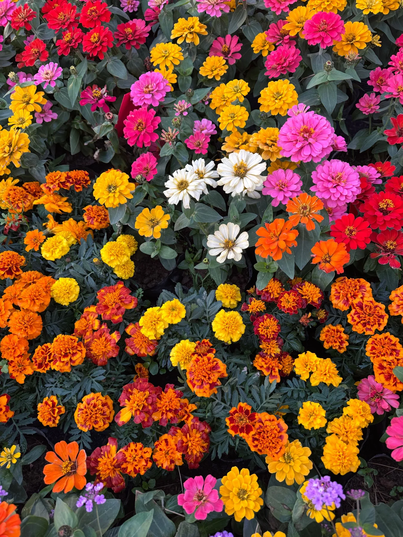 Colorful flowers filling a summer garden