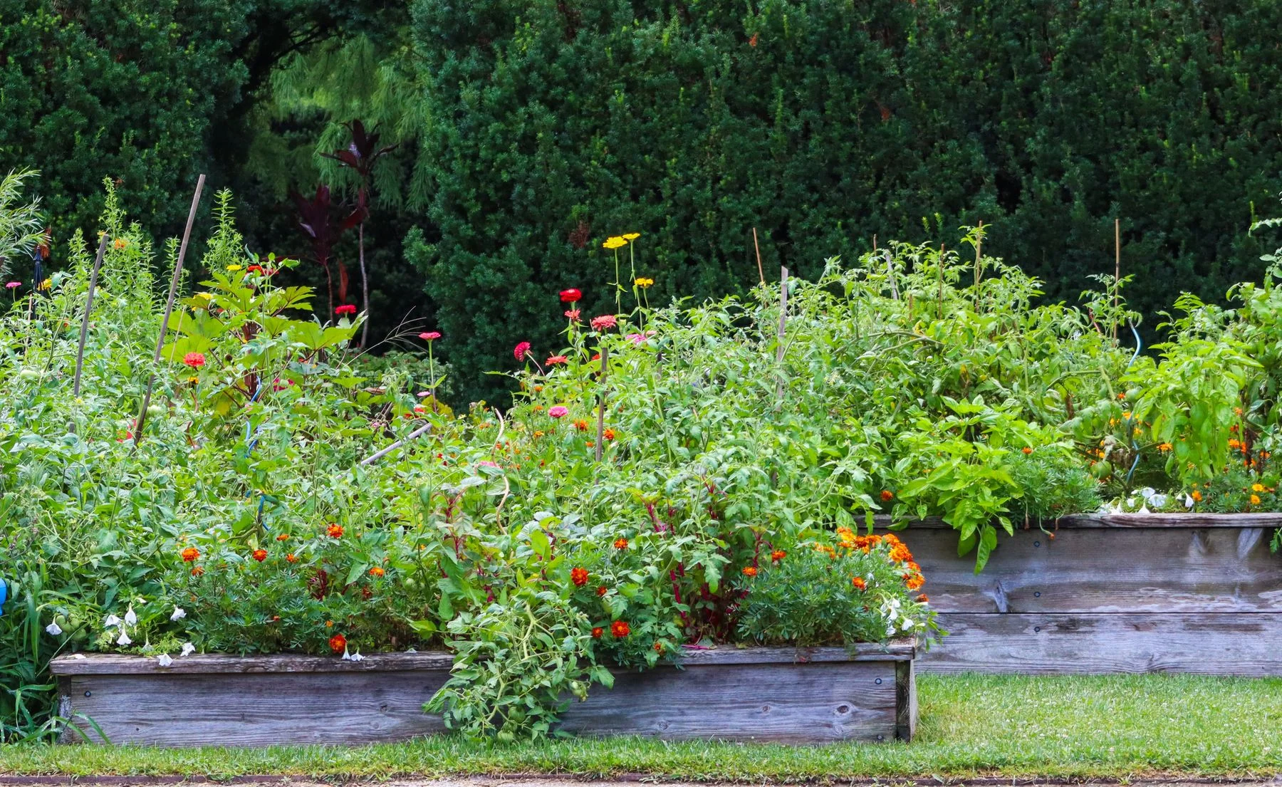 Raised vegetable beds surrounded by a lush green garden