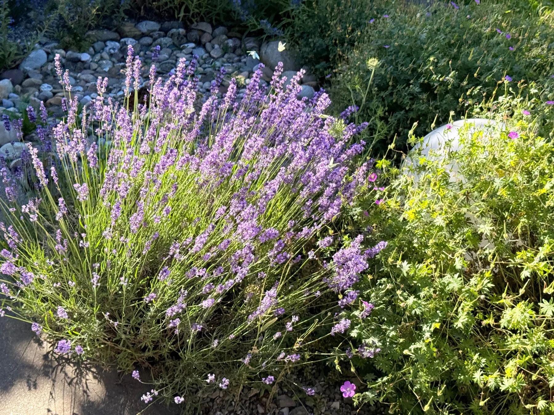 Lavender flower spikes in a sunlit garden