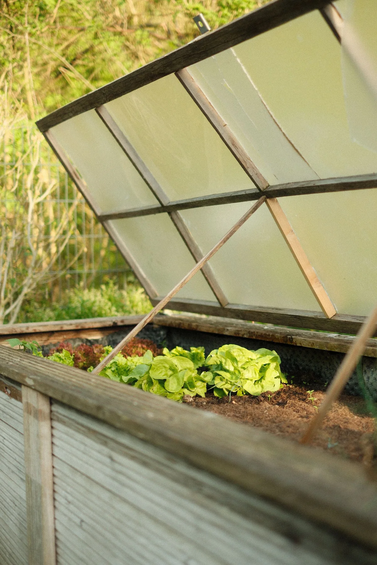 Leafy lettuce growing in a raised garden bed