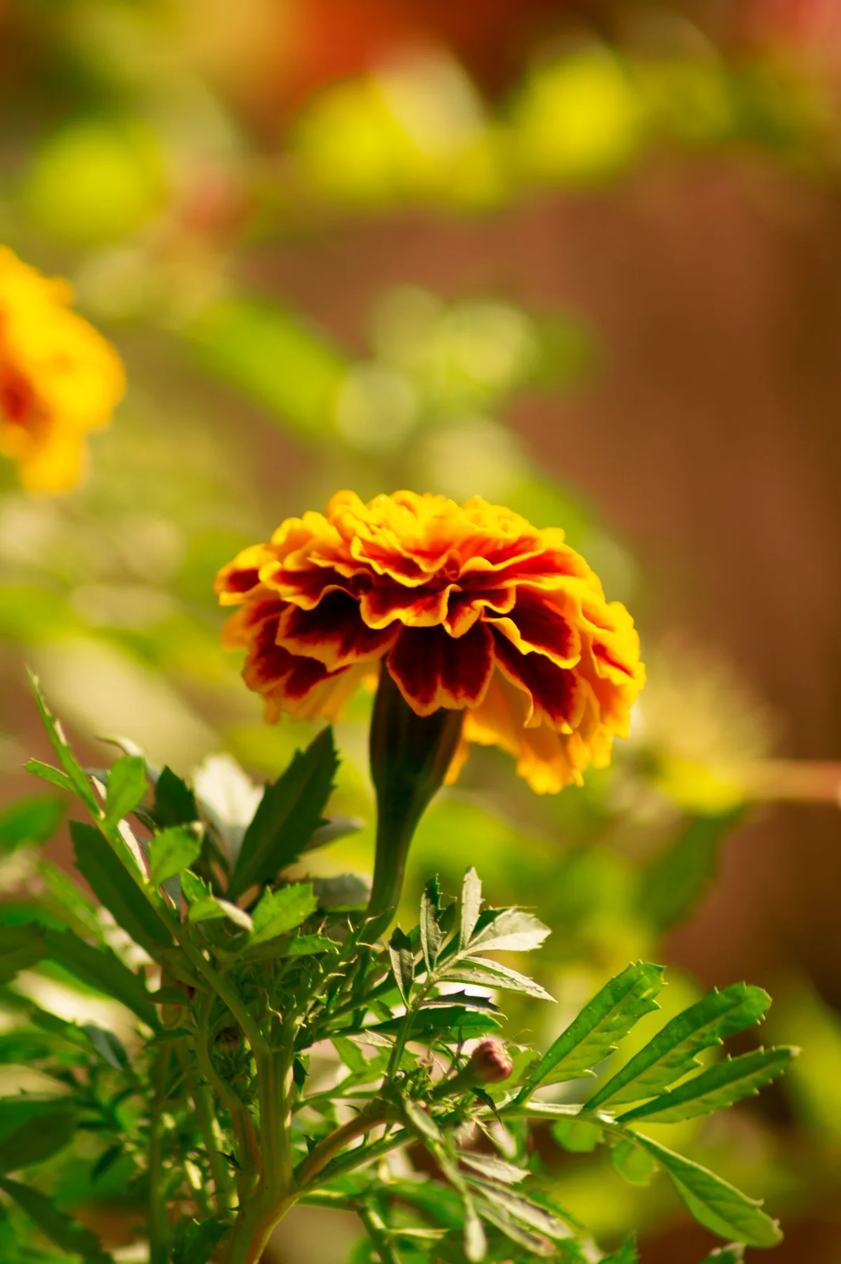 An orange marigold flower in bloom