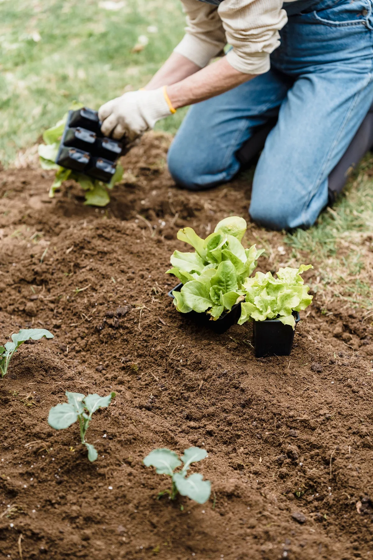 A gardener planting a seedling in prepared soil