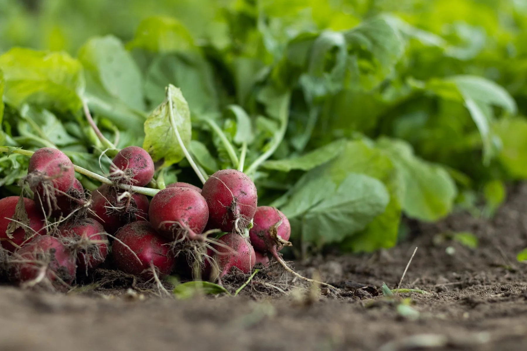 Freshly harvested red radishes resting on soil