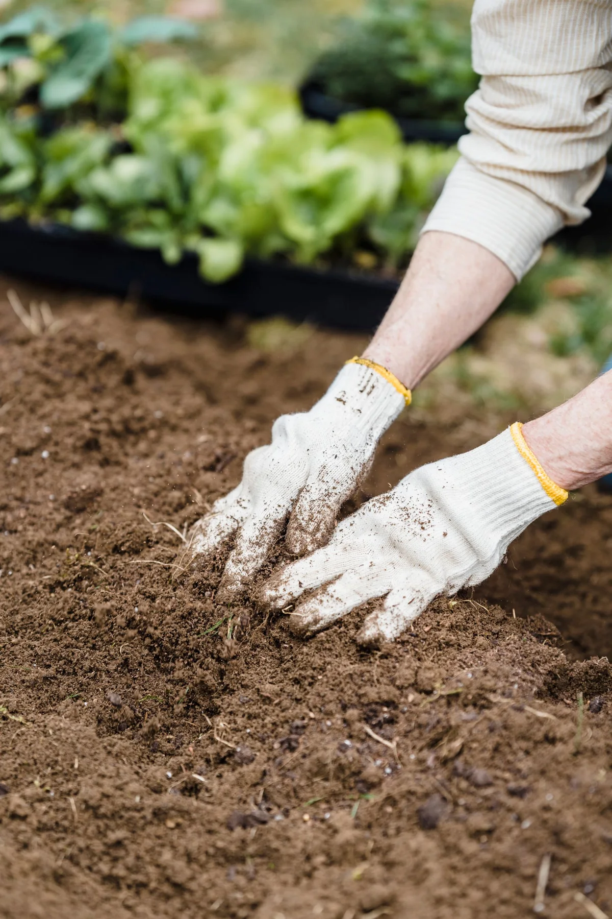 Gloved hands preparing garden soil for planting