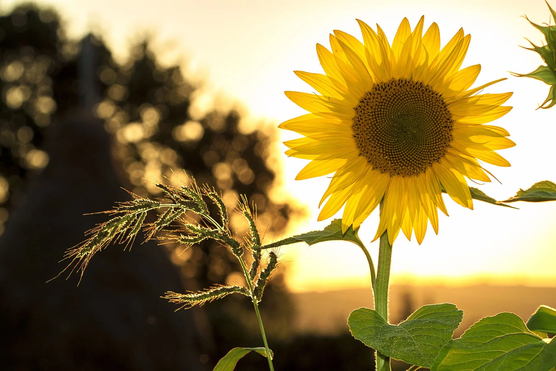 A golden sunflower backlit by the evening sun