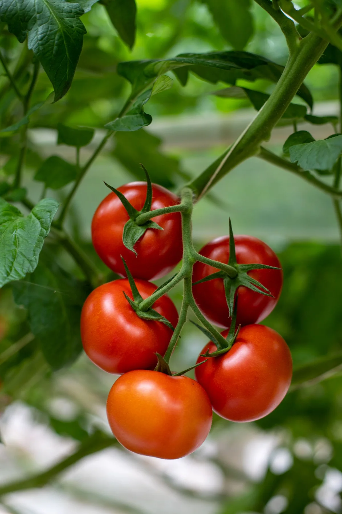 Ripening red tomatoes on a leafy vine