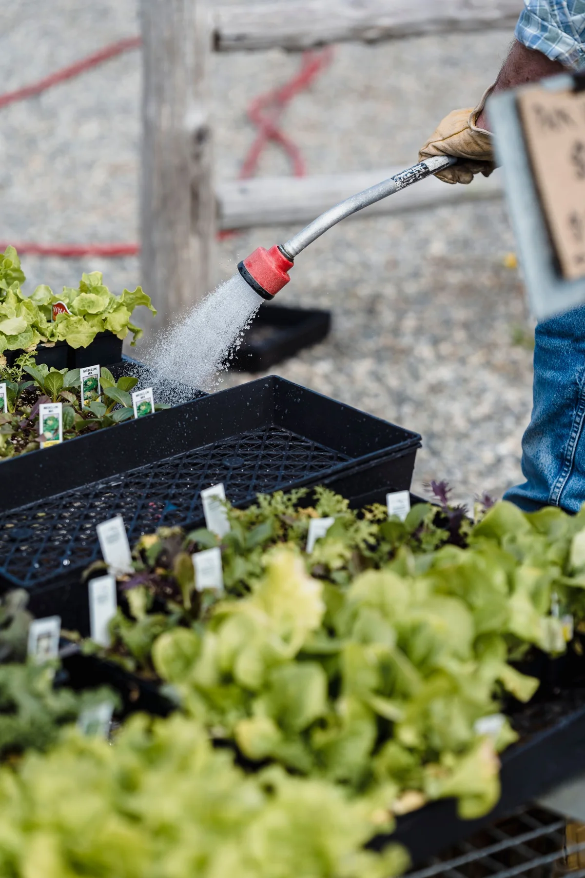 A gardener watering young plants in nursery trays
