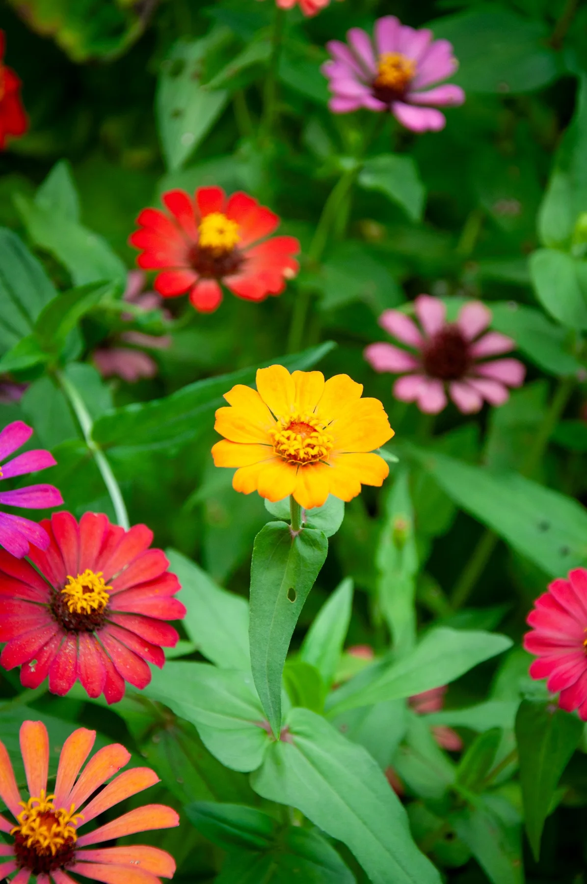 Colourful zinnia flowers in an outdoor garden